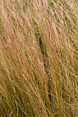 STIPA TENUISSIMA