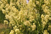 THALICTRUM SPECIOSISSIMUM, MEADOW RUE - DUSTY MEADOW RUE