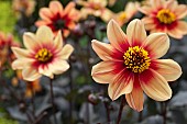 DAHLIA MOONSHINE