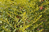 SOLIDAGO GOLDEN MOSA