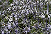 ERYNGIUM ZABELII JOS EIJKING