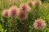 ALLIUM GLOBEMASTER, SEEDHEADS