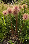 ALLIUM GLOBEMASTER, SEEDHEADS