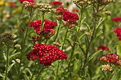 ACHILLEA MILLEFOLIUM RED VELVET