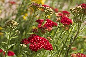 ACHILLEA MILLEFOLIUM RED VELVET