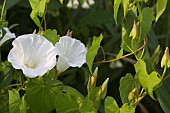 CALYSTEGIA SEPIUM, HEDGE BINDWEED, BELLBIND,