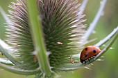 SEVEN SPOT LADYBIRD, COCCINELLA 7 PUNCTATA ON TEASEL