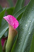 ARUM LILY, CALLA LILY, ZANTEDESCHIA REHMANNII