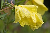 OENOTHERA BIENNIS, EVENING PRIMROSE