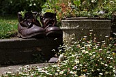 SEMPERVIVUM, HOUSE LEEK, IN OLD BOOTS, ERIGERON GROWING AROUND STEPS