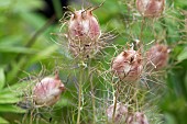 NIGELLA, DAMASCENA, LOVE-IN-A-MIST, SEED HEADS