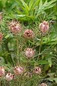 NIGELLA, DAMASCENA, LOVE-IN-A-MIST, SEED HEADS