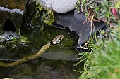 GRASS SNAKE (NATRIX NATRIX), SWIMMING IN POND