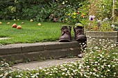 SEMPERVIVUM,  HOUSE LEEK, IN OLD BOOTS, ERIGERON  GROWING AROUND STEPS