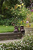 SEMPERVIVUM,  HOUSE LEEK, IN OLD BOOTS, ERIGERON  GROWING AROUND STEPS