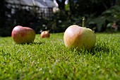 WINDFALL APPLES, JAMES GRIEVE