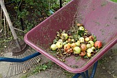 WINDFALL APPLES