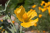 GLAUCIUM FLAVUM, YELLOW HORNED POPPY