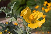 GLAUCIUM FLAVUM, YELLOW HORNED POPPY