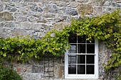 GRAPES, GRAPEVINE, CORNWALL