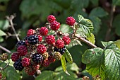 WILD BLACKBERRIES, RUBUS FRUTICOSUS