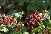 WILD BLACKBERRIES, RUBUS FRUTICOSUS