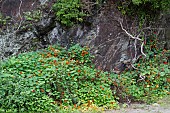 TROPAEOLUM MAJUS, NASTURTIUM GROWING WILD, PORTHLEVEN, CORNWALL,