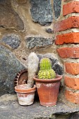 CACTI IN POTS OUTSIDE IN CORNWALL