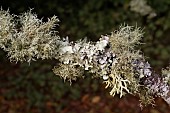 LICHEN GROWING ON TREE