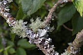 LICHEN GROWING ON TREE