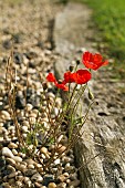 PAPAVER RHOEAS (POPPY) GROWING IN GRAVEL PATH