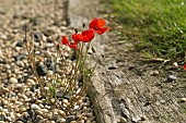 PAPAVER RHOEAS (POPPY) GROWING IN GRAVEL PATH