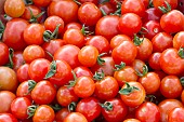 TOMATO, CERISE, CHERRY TOMATO