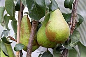 PEAR, PYRUS COMMUNIS, CONCORDE