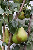 PEAR, PYRUS COMMUNIS, CONCORDE