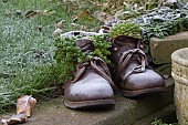 SEMPERVIVUM, HOUSE LEEK, IN OLD BOOTS, FROST