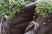 SEMPERVIVUM, HOUSE LEEK, IN OLD BOOTS, FROST