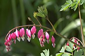 DICENTRA SPECTABILIS, DUTCHMANS BREECHES, BLEEDING HEART