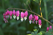 DICENTRA SPECTABILIS, DUTCHMANS BREECHES, BLEEDING HEART