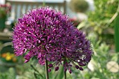 ALLIUM HOLLANDICUM, PURPLE SENSATION