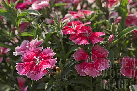 DIANTHUS_RED_AND_PINK