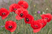 PAPAVER RHOEAS, FIELD POPPY, COMMON RED POPPY