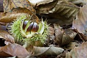 CASTANEA SATIVA, CHESTNUT, SWEET CHESNUT