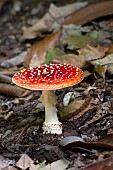 AMANITA MUSCARIA, FLY AGARIC