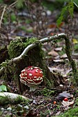 AMANITA MUSCARIA, FLY AGARIC