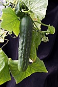 CUCUMBER,  MARKETMORE 76, IN GREENHOUSE