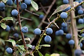 PRUNUS SPINOSA , BLACKTHORN SLOES