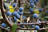 PRUNUS SPINOSA , BLACKTHORN SLOES