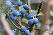 PRUNUS SPINOSA , BLACKTHORN SLOES