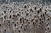 DIPSACUS FULLONUM, TEASEL, HOAR FROST